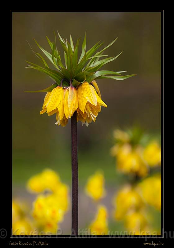 Keukenhof Hollandia 033.jpg